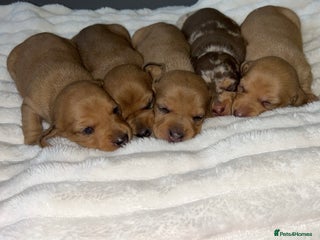 Miniature Dachshund dogs Miniature Dachshund Puppies - Advert 18