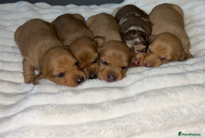 Miniature Dachshund dogs Miniature Dachshund Puppies - Advert 1