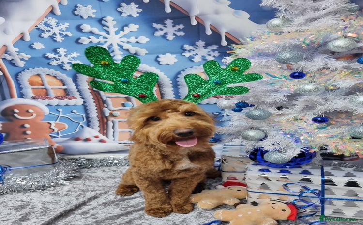 Cockapoo dogs in Hayes - Advert 2