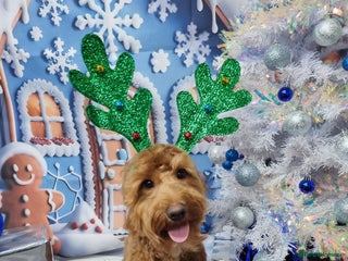 Cockapoo dogs in Hayes - Advert 23