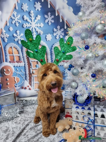 Cockapoo dogs in Hayes - Advert 1