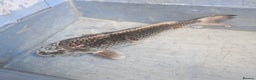 Koi Carp fish for sale: Koi carp various sizes - Advert 6