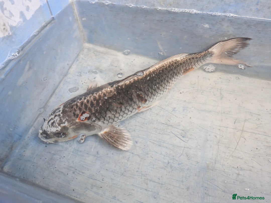 Koi Carp fish for sale: Koi carp various sizes - Advert 6