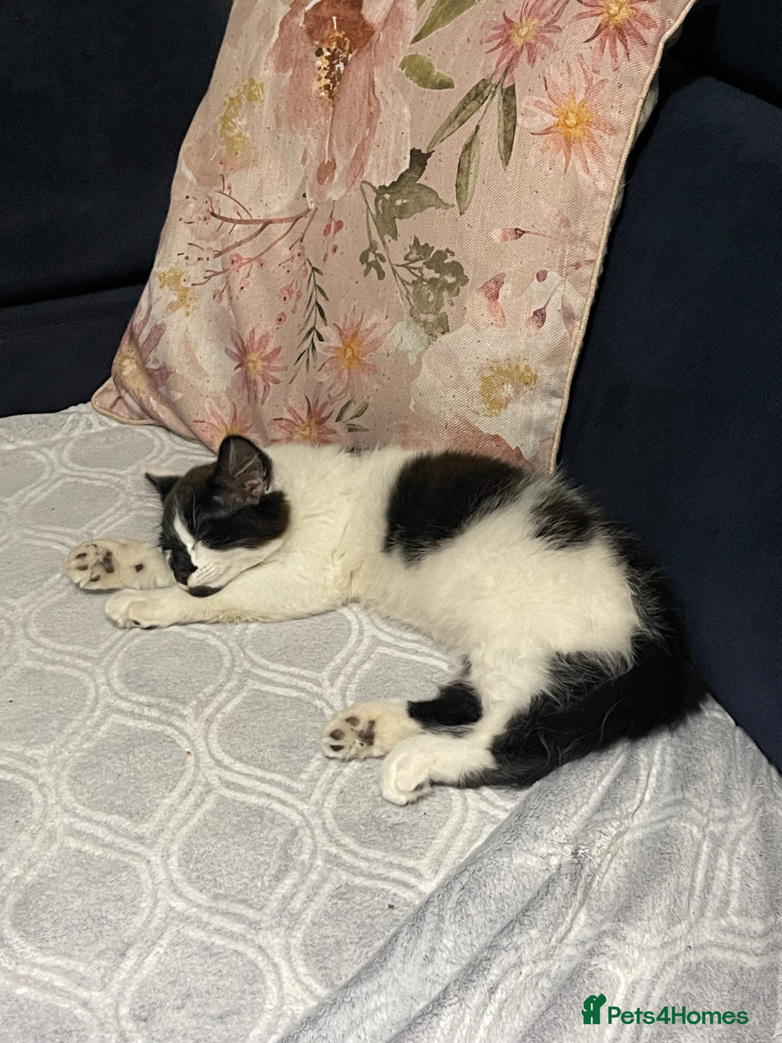 Mixed Breed cats for sale: Boy Kitty  - Advert 2