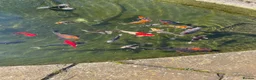 Koi Carp fish for sale: Rehoming koi in Salisbury - Advert 2
