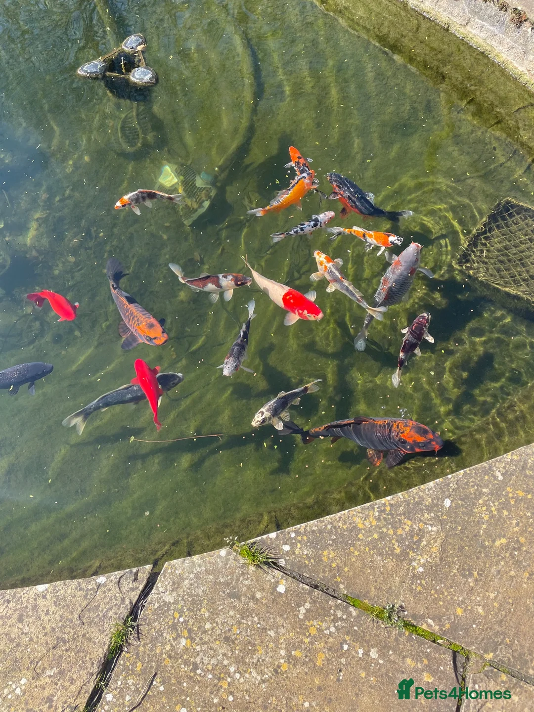 Koi Carp fish for sale: Rehoming koi in Salisbury - Advert 2