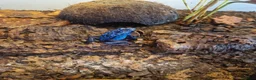 Frog reptiles for sale: AZUREUS DART FROGS - Advert 10