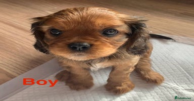 Cavalier King Charles Spaniel dogs - Advert 13