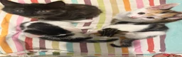 Mixed Breed cats for sale: Adorable Kittens Available to a Loving Home - Advert 22