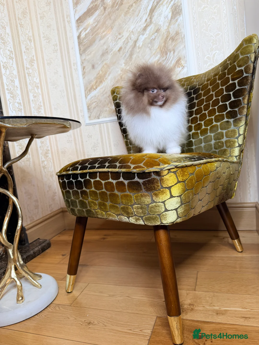 Pomeranian dogs for sale: Cute Pomeranian Boys and Girls  - Advert 7