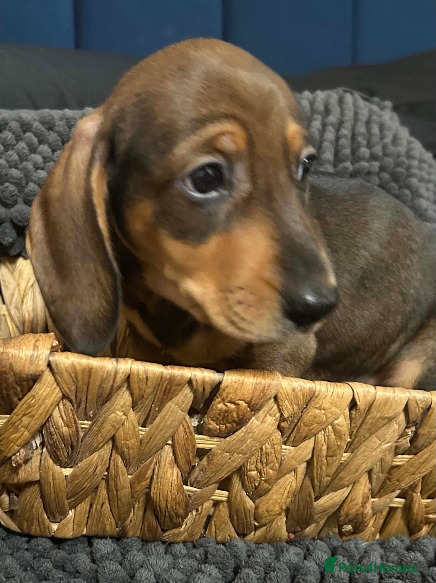Miniature Dachshund dogs Miniature dachshunds  - Advert 17