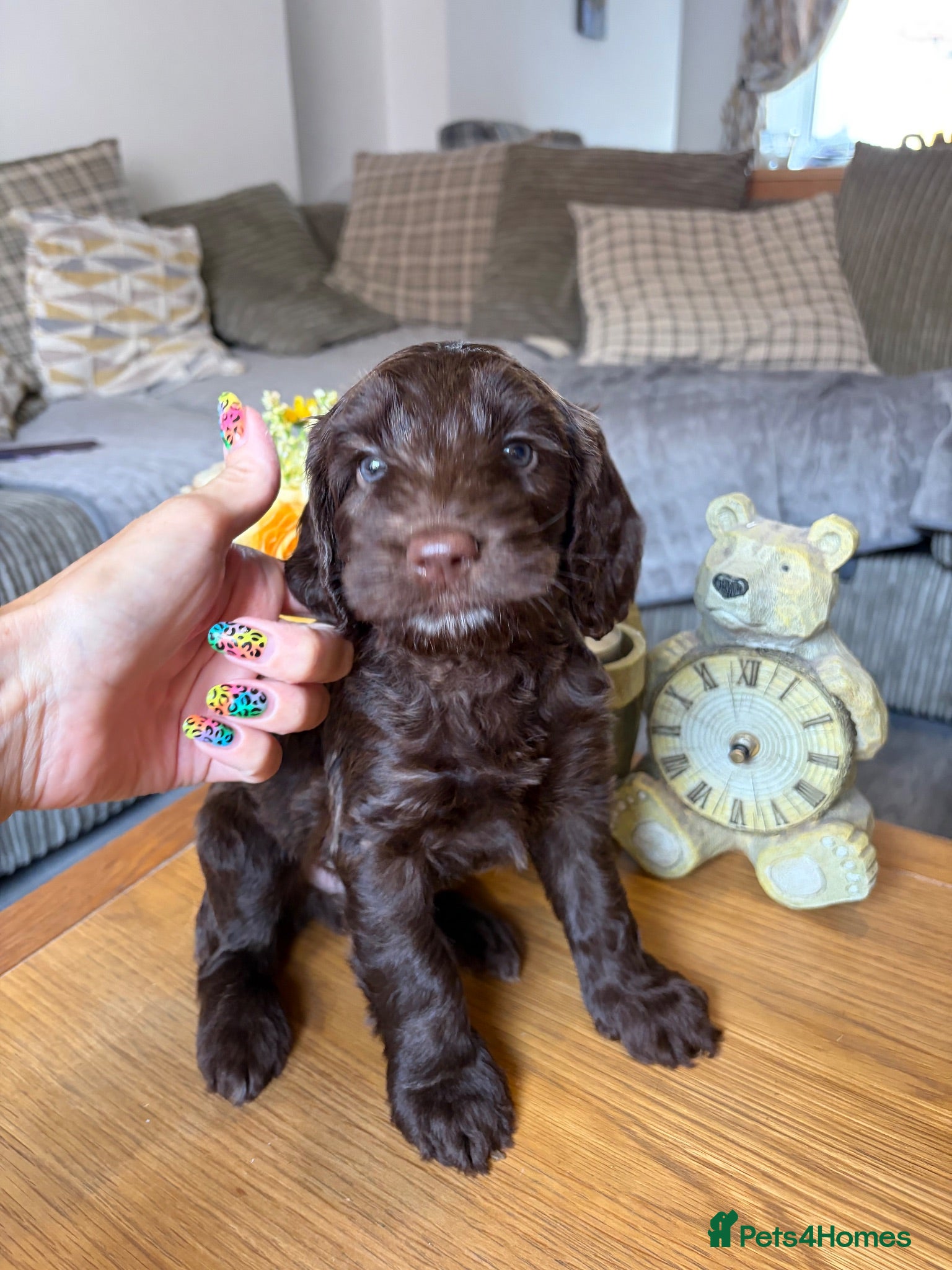 Cockapoo dogs F1B Cockapoo puppies - Advert 2