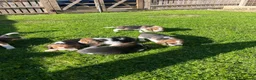 Beagle dogs for sale: Champion Bred Puppies (KC Reg) - Advert 7