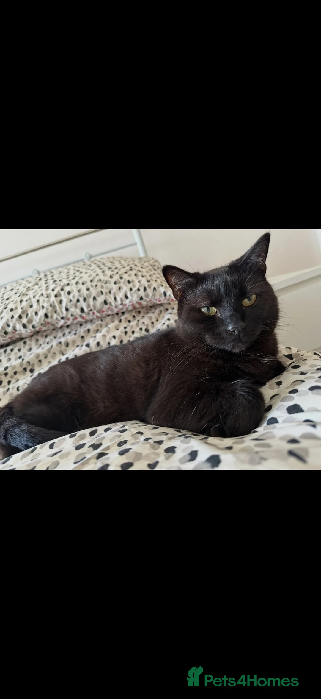 Mixed Breed cats for sale: Merlin in Wigan - Advert 3