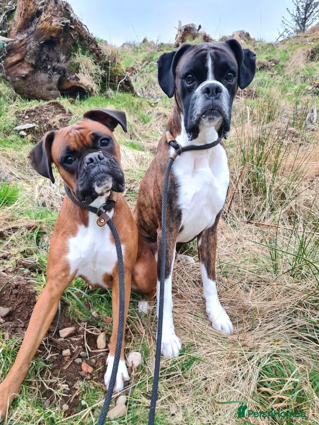 Boxer dogs Beautiful Boxer Puppies  - Advert 3