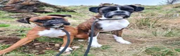 Boxer dogs for sale: Beautiful Boxer Puppies  in Fort William - Advert 1