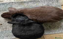 Mini Lop rabbits for sale: Mini lop sibling trio  - Image 7