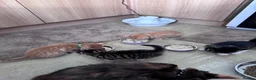 Mixed Breed cats for sale: Four lovely kittens - Advert 2