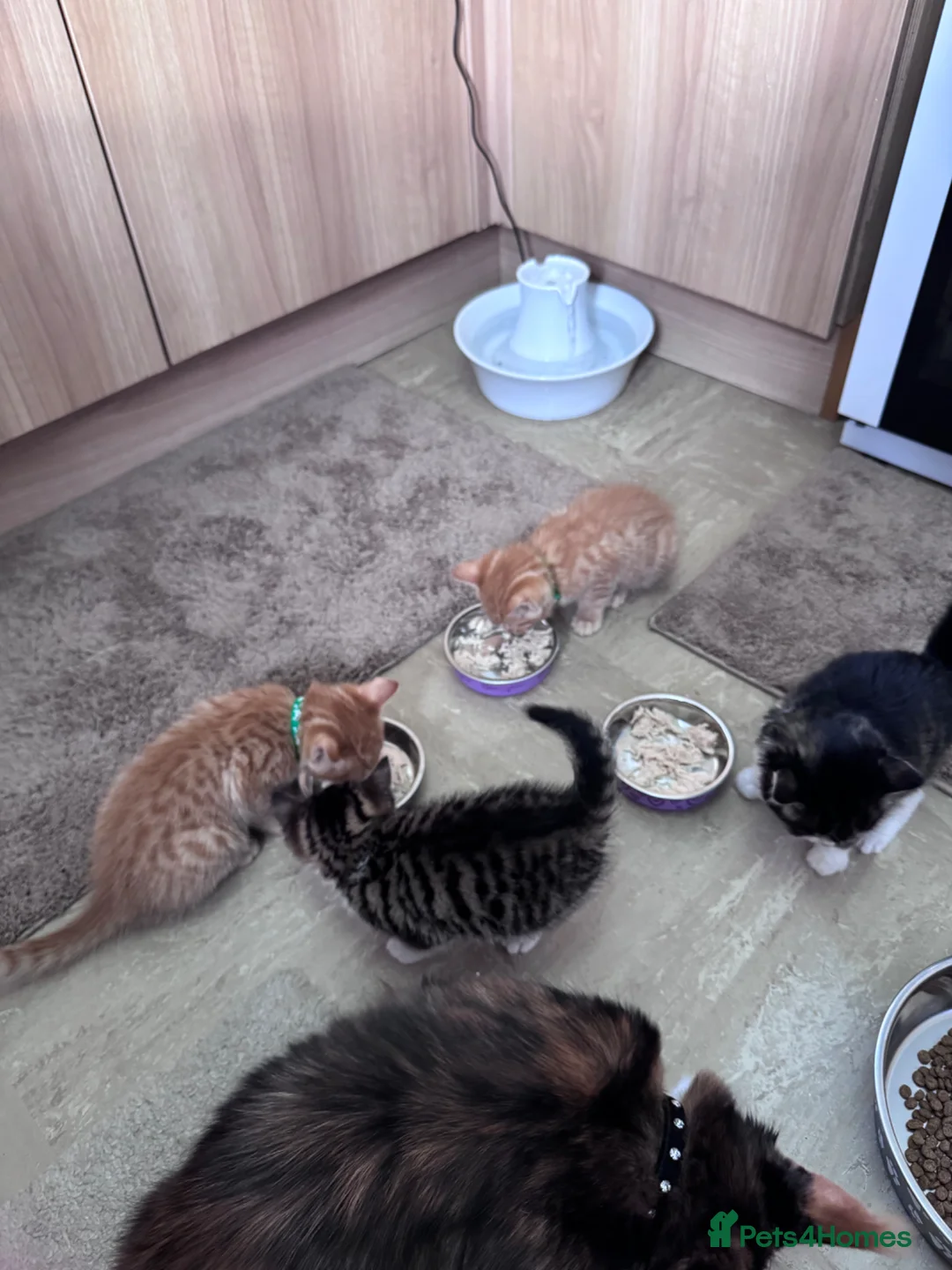 Mixed Breed cats for sale: Four lovely kittens - Advert 2