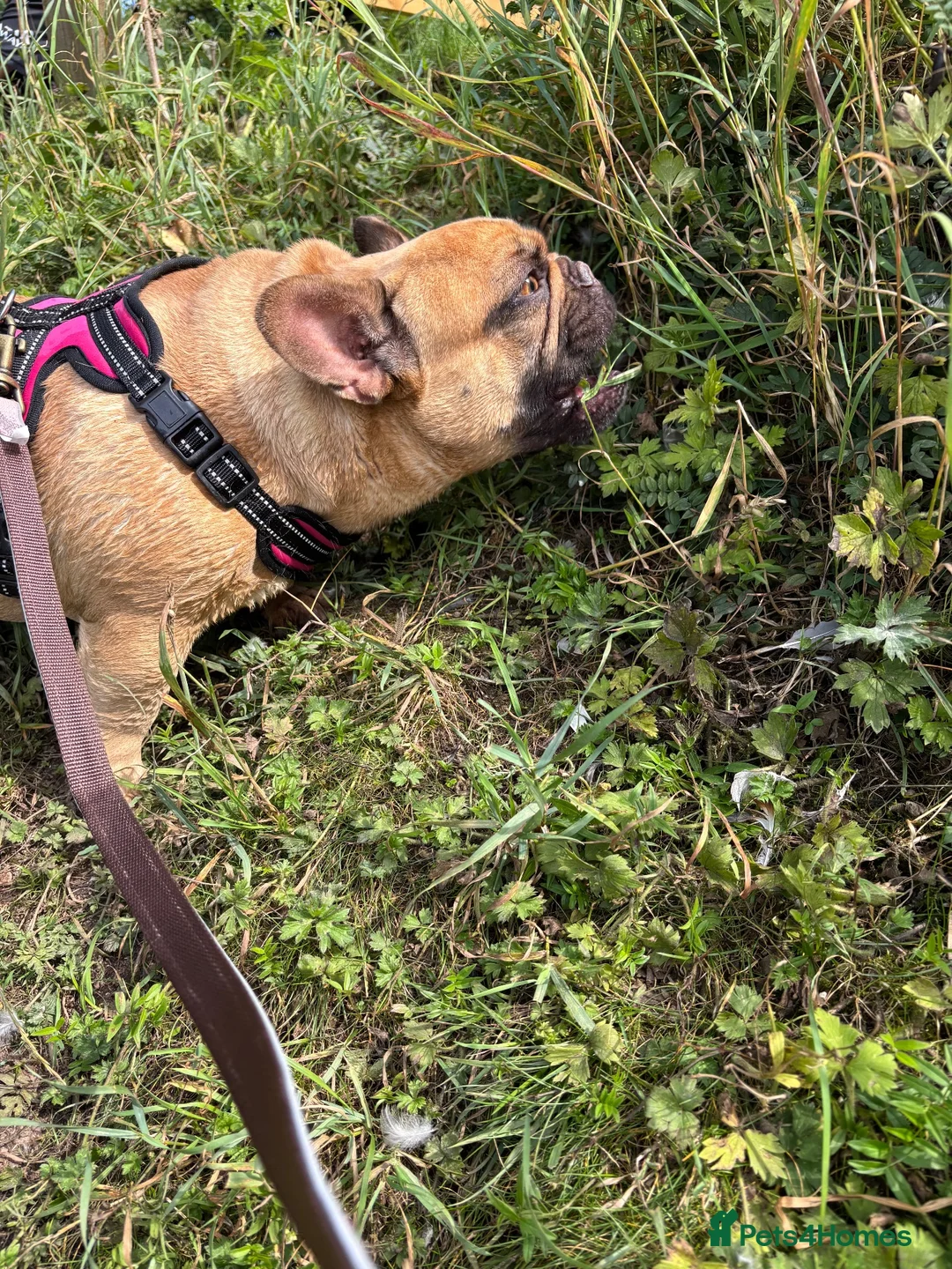 French Bulldog dogs for sale: Female French bulldog 5 years old - Advert 2