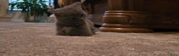 British Shorthair cats for sale: Two Stunning Pedigree British Shorthair Girls - Advert 10