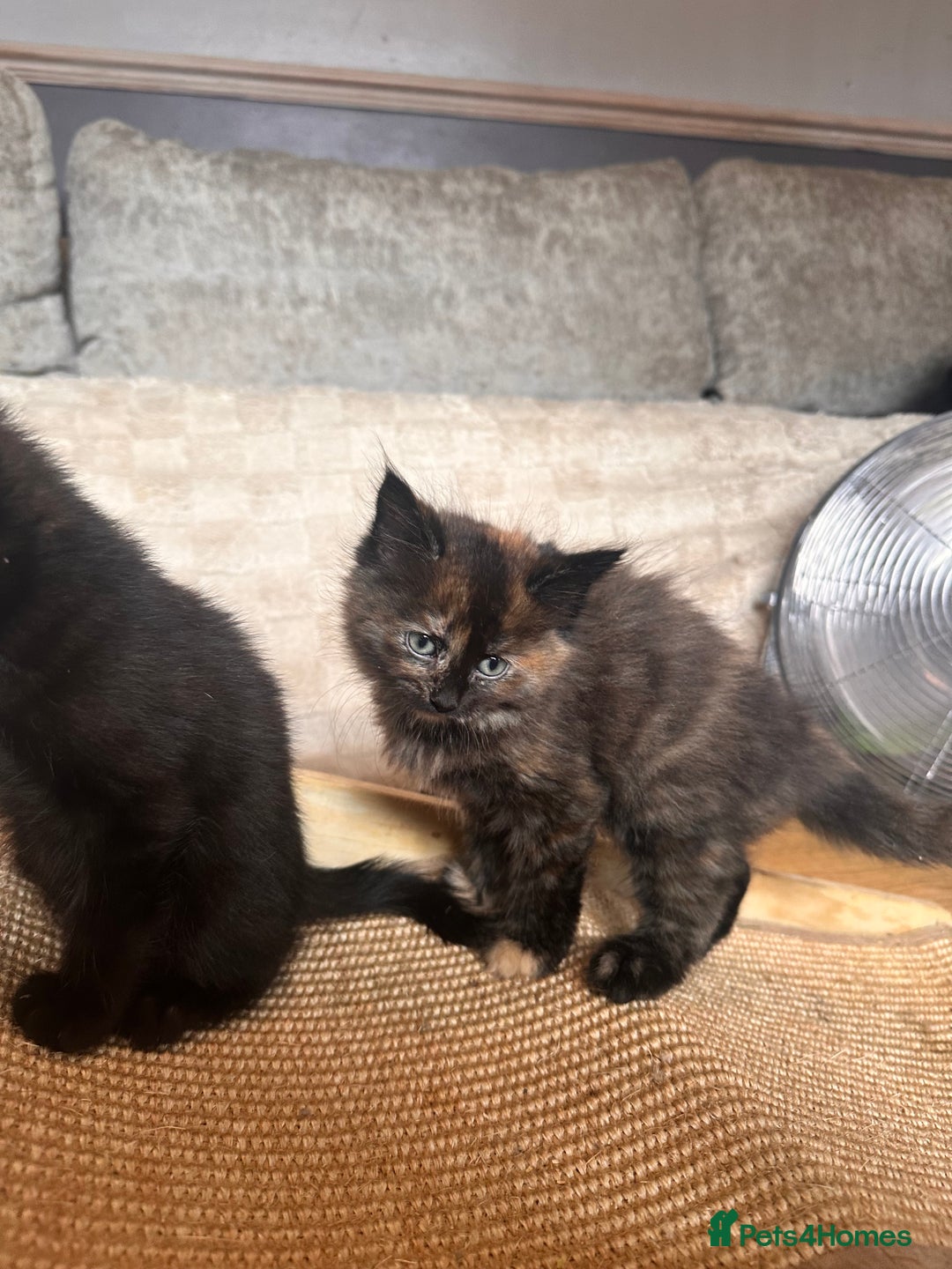 Ragdoll cats for sale: Calico Ragdolls - Image 18