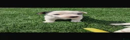 Jack Russell dogs for sale: Beautiful jack Russell puppies  in Reading - Advert 6
