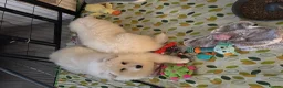 Samoyed dogs for sale: 🐾puppies are ready for new happy homes🐾 - Advert 22
