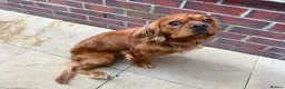 King Charles Spaniel dogs for sale: King Charles Spaniel in Rotherham - Advert 4