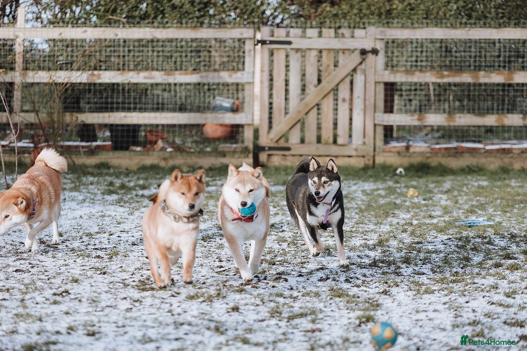 Japanese Shiba Inu dogs Lovely Maya looking for family home . - Advert 6