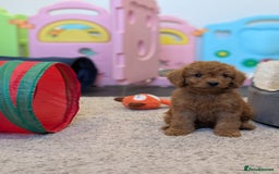 Cockapoo dogs for sale: 🌟 F1b-toy-health tested-cockapoo puppies 🌟  in Droitwich - Image 17