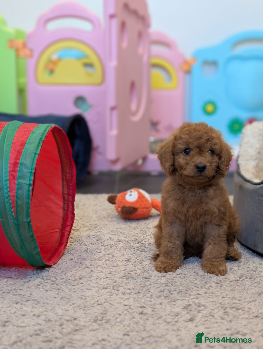 Cockapoo dogs for sale: 🌟 F1b-toy-health tested-cockapoo puppies 🌟  in Droitwich - Image 17