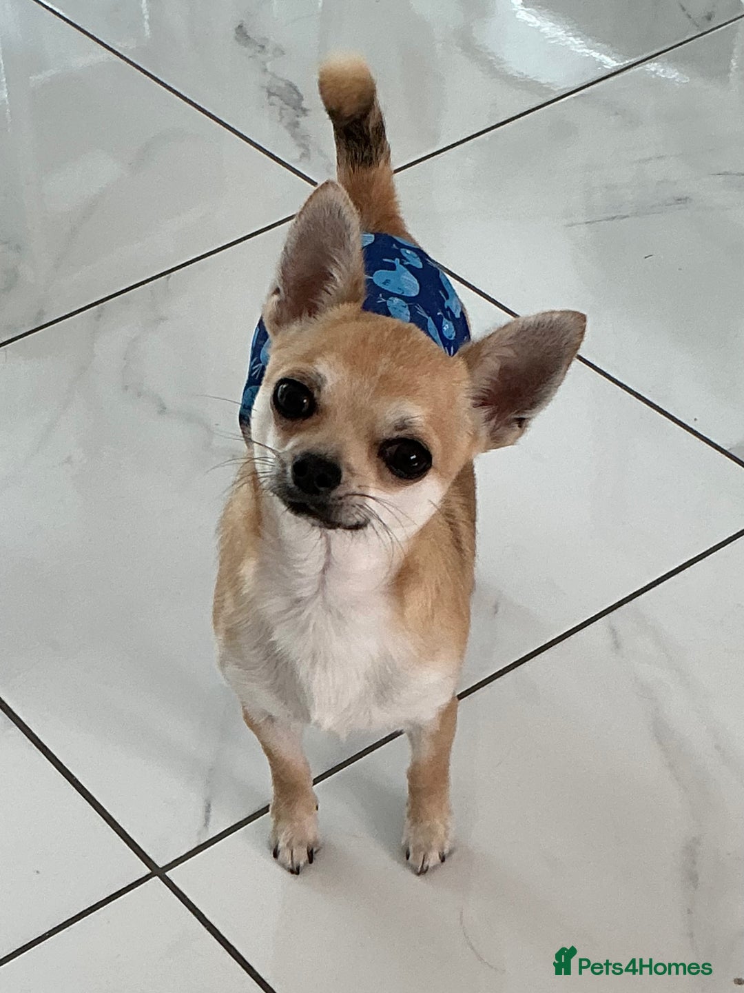 Chihuahua dogs for sale: KC Reg Crufts Qualified Smoothcoat little Boy  - Image 10