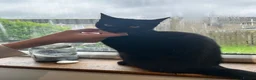 Mixed Breed cats for sale: 9 month old female kitten for sale! in Holmfirth - Advert 4