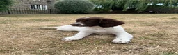 English Springer Spaniel dogs for sale: Springer Spaniels - Advert 8