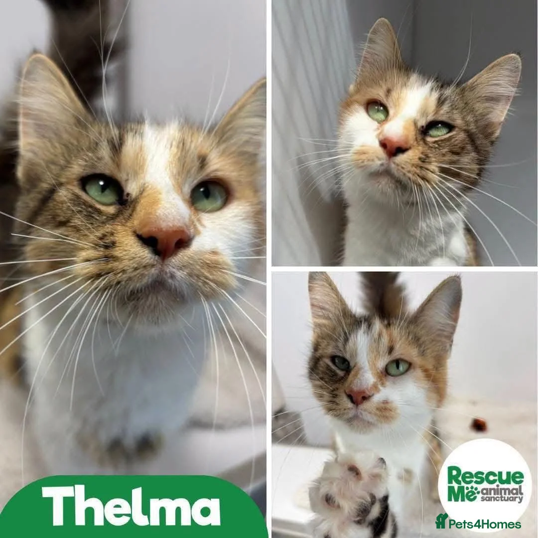 Mixed Breed cats for adoption: Thelma - Advert 1