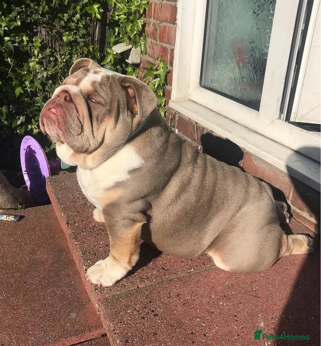 English Bulldog dogs for stud: STUD LOUIS V - BULLDOG  - Image 4