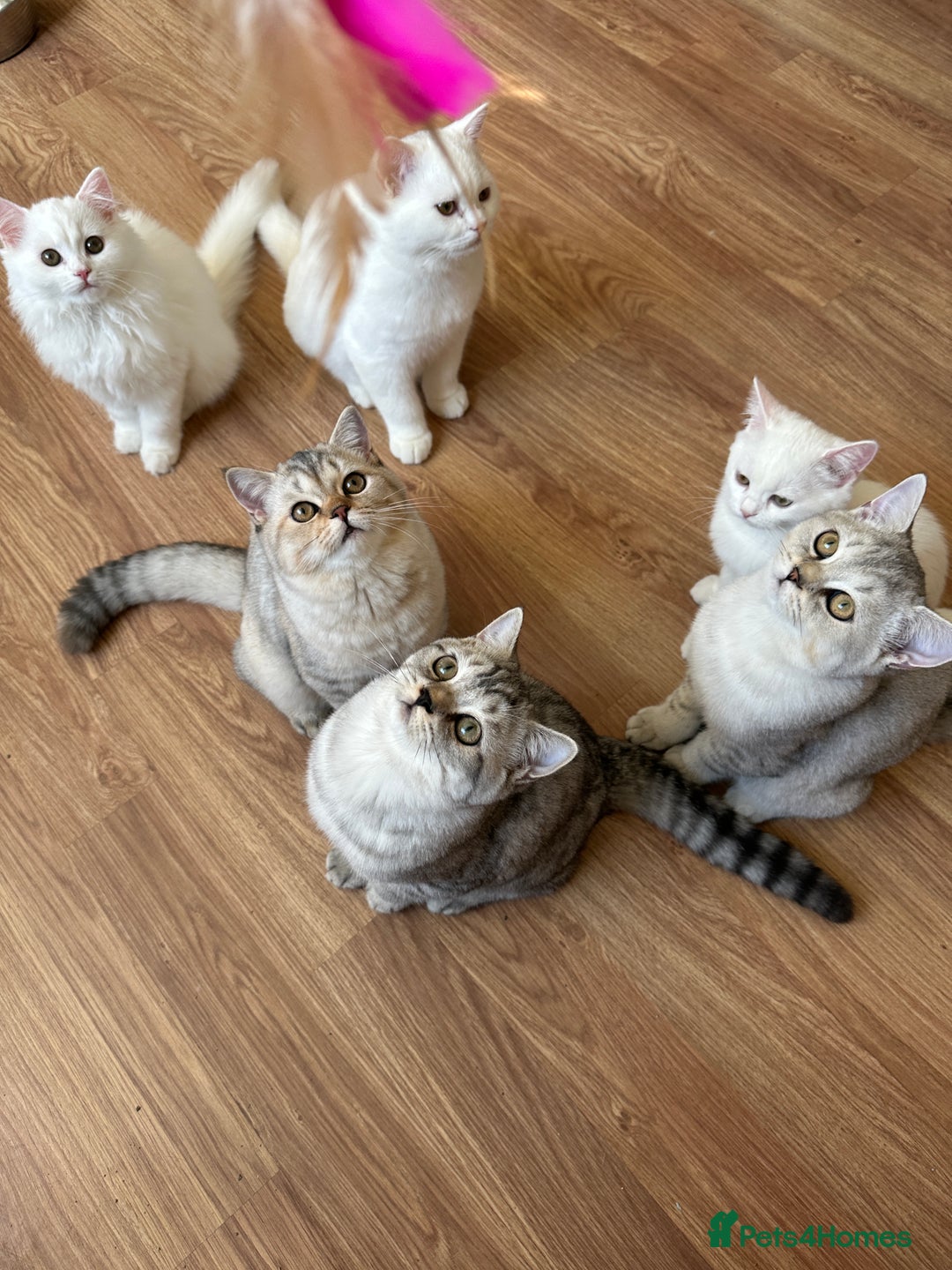 British Shorthair cats for sale: Gorgeous British Longhair & Shorthair Kittens - Advert 21