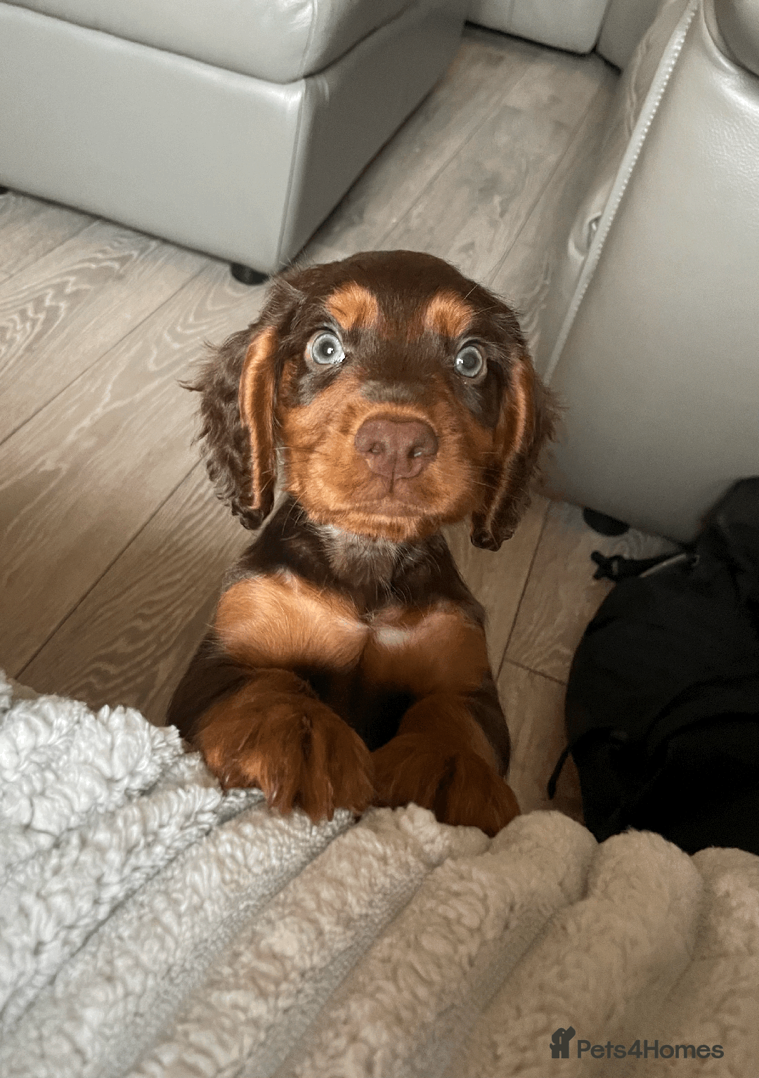 Cocker Spaniel dogs for sale: Cocker Spaniel Pups Outstanding Pedigree Lines! - Advert 6