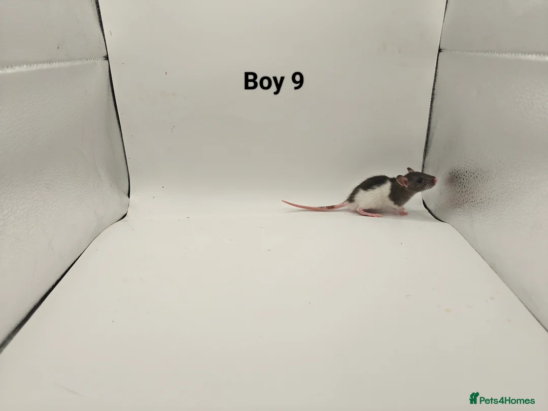Rat rodents for sale: DEC: 24 Rats (3 Rats: 3 Boys Left) - Advert 10