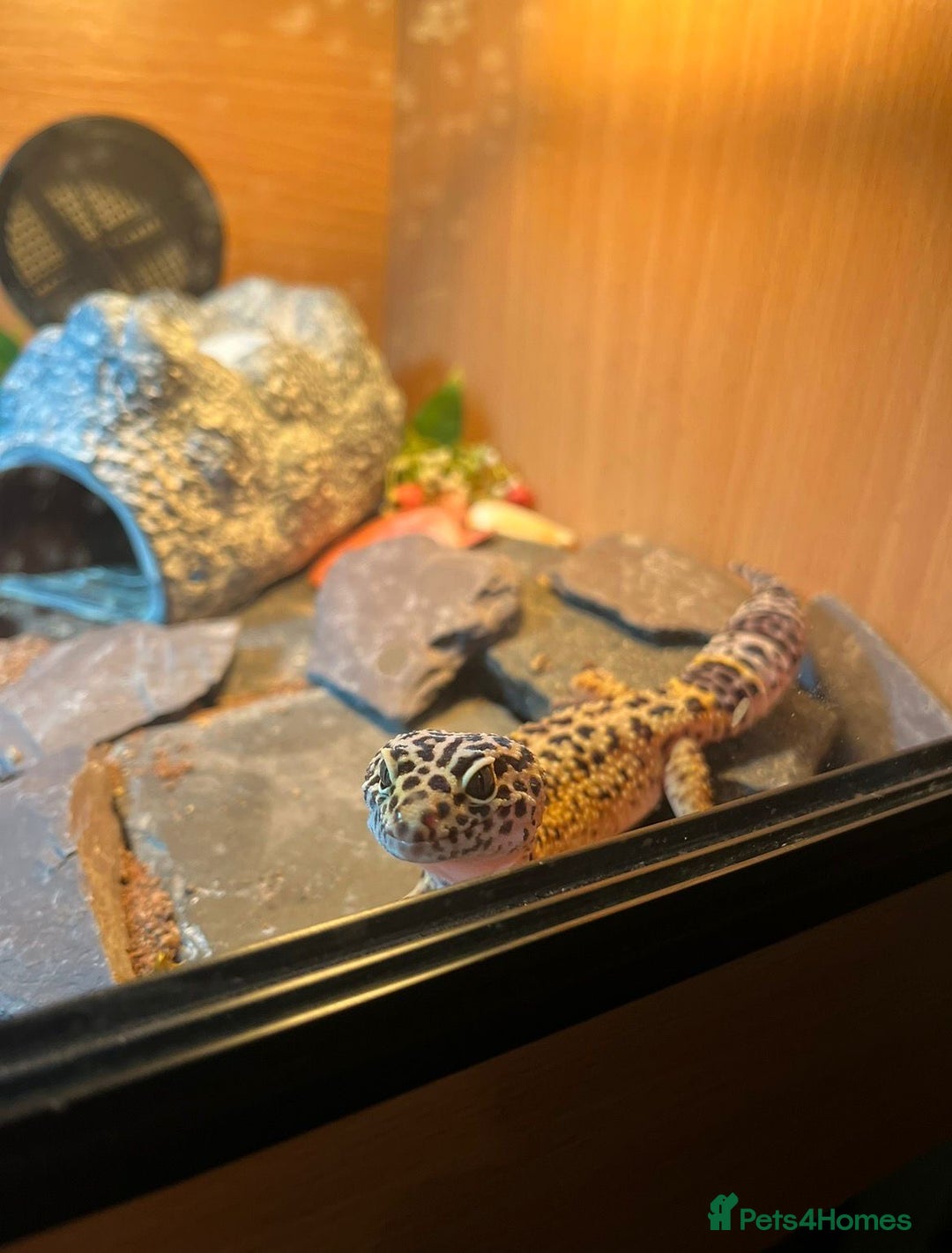 Leopard Gecko reptiles for sale: Full set up and gecko  - Advert 2