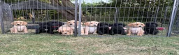 Cockerdor dogs for sale: 1 BEAUTIFUL COCKERDOR LEFT TO FIND FOREVER HOME - Advert 4