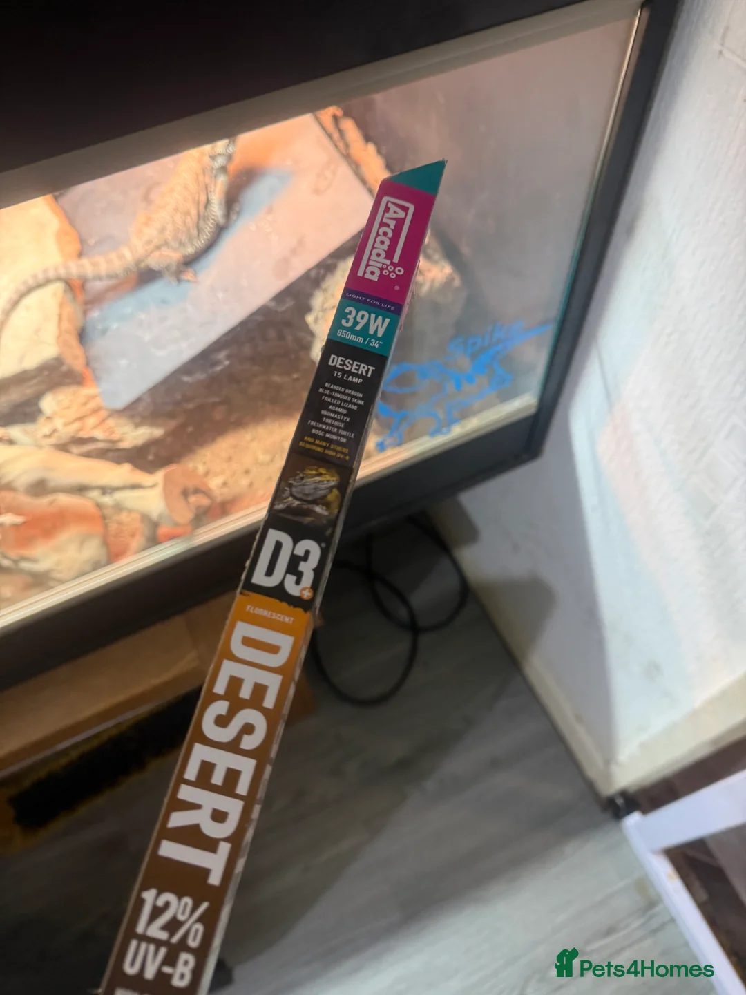 Bearded Dragon reptiles for sale: Bearded dragon and complete set up - Advert 8