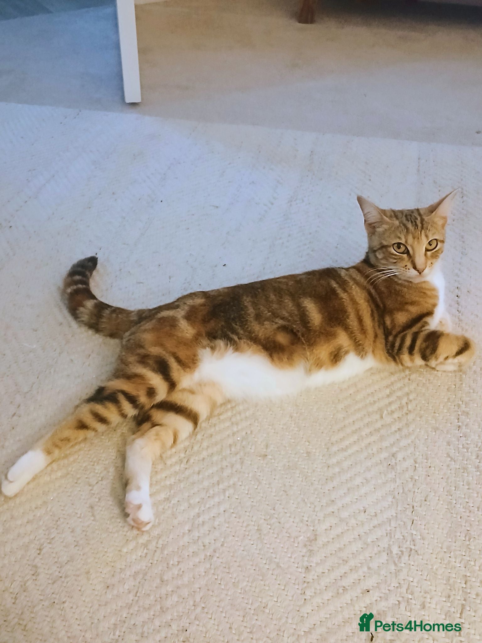 Mixed Breed cats Bengal - Maincoon mix - Advert 3