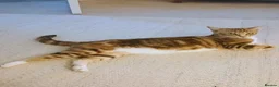 Mixed Breed cats for sale: Bengal - Maincoon mix - Advert 1