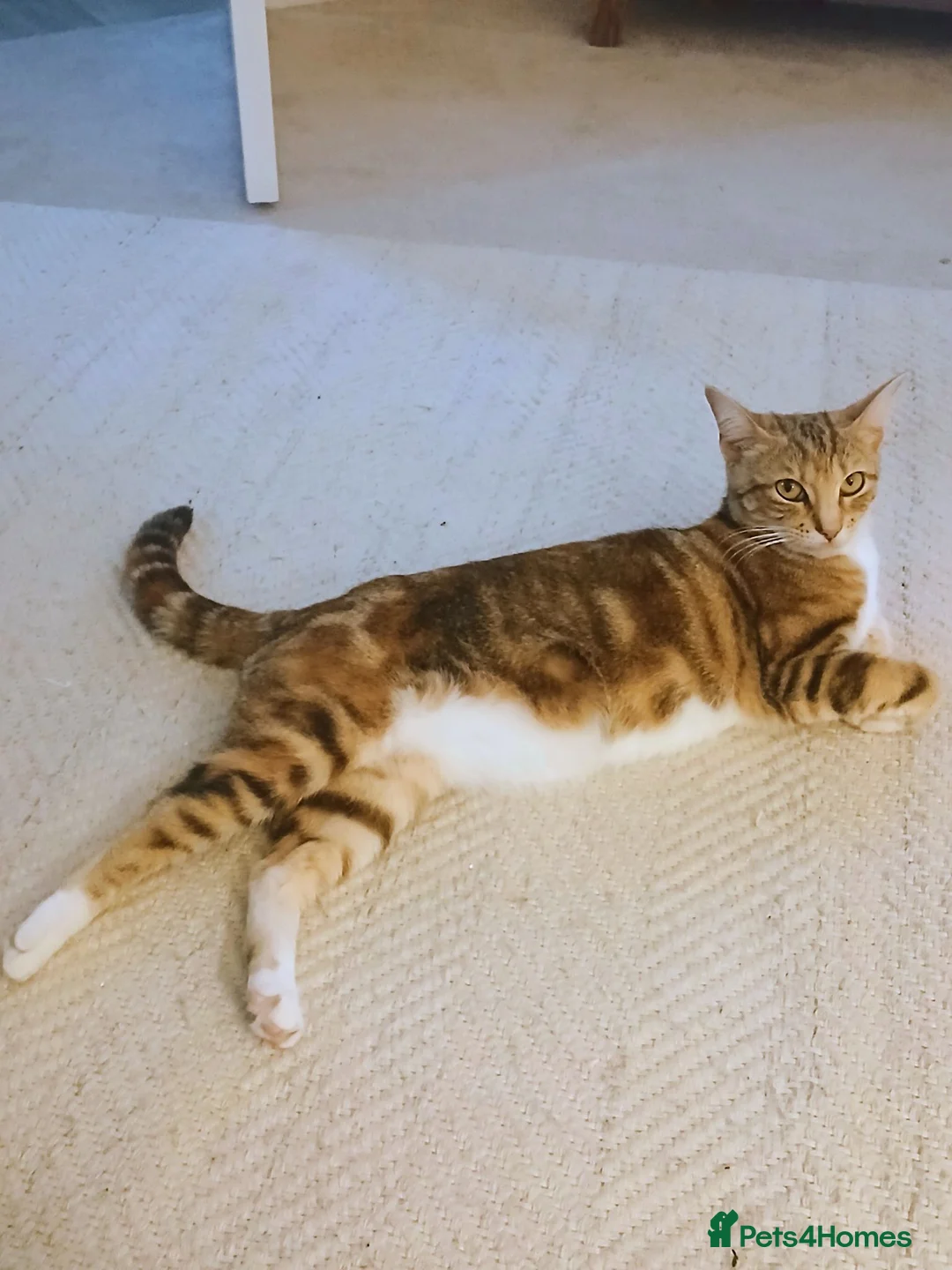 Mixed Breed cats for sale: Bengal - Maincoon mix - Advert 1