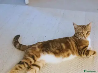 Mixed Breed cats Bengal - Maincoon mix - Advert 1