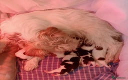 Jack Russell dogs for sale: Jack Russell puppies - Image 9