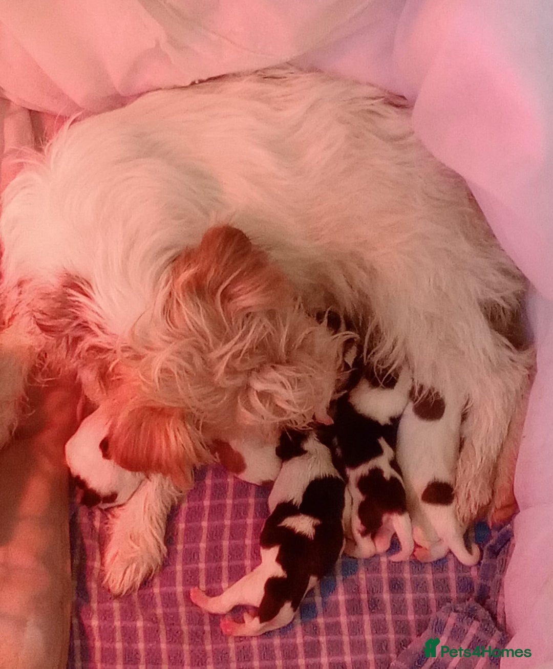 Jack Russell dogs for sale: Jack Russell puppies - Image 9