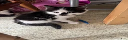 Mixed Breed cats for sale: Four Kittens for Sale - Advert 5